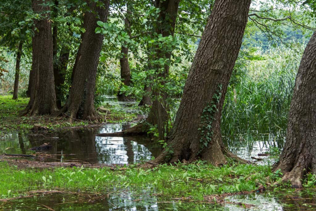 Ontano (Alnus glutinosa) sulla riva di un lago