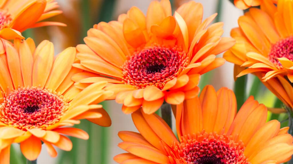 vivaci margherite Gerbera arancione
