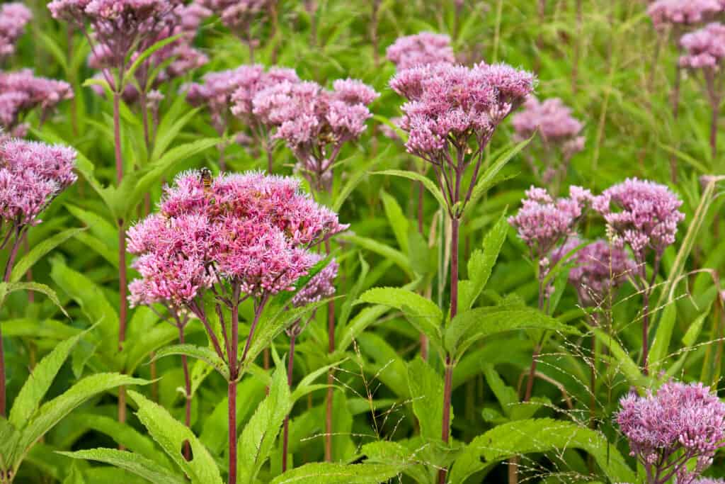Primo piano, full-frame di Baby Joe Pye erbaccia in fiore con grandi grappoli di fiori rosa in cima a steli dritti, eretti, da rosso scuro a marrone e foglie verde brillante.