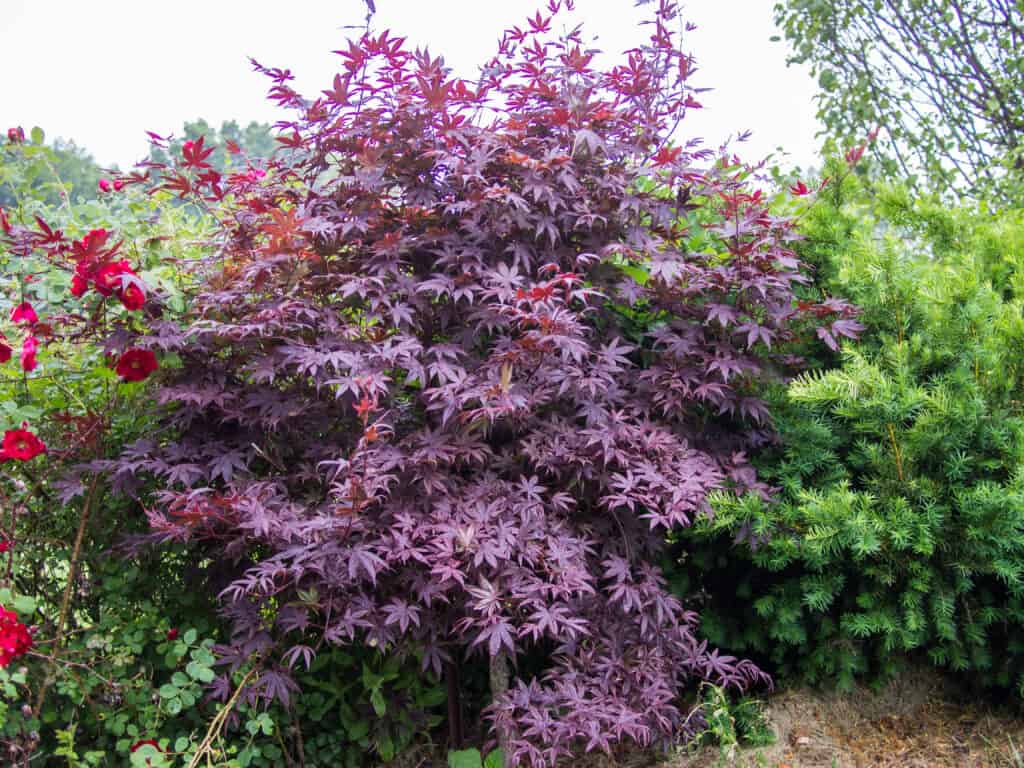Fogliame di Acer palmatum 'Bloodgood' (acero giapponese Bloodgood).