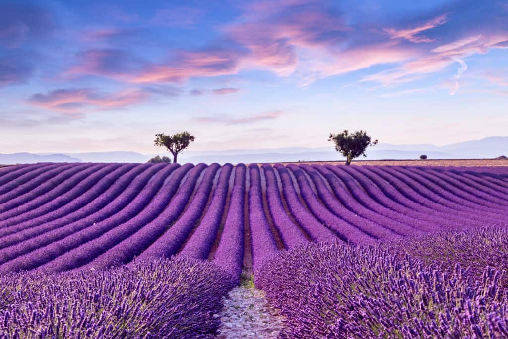Campo di piante di lavanda in fiore con alberi in lontananza in lontananza