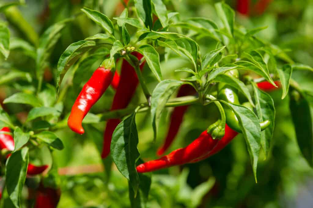Pianta di pepe di cayenna con peperoni maturi