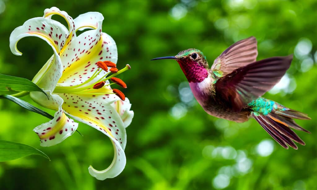 Colibrì, Fiore, Uccello, Close-up, Immagine a colori