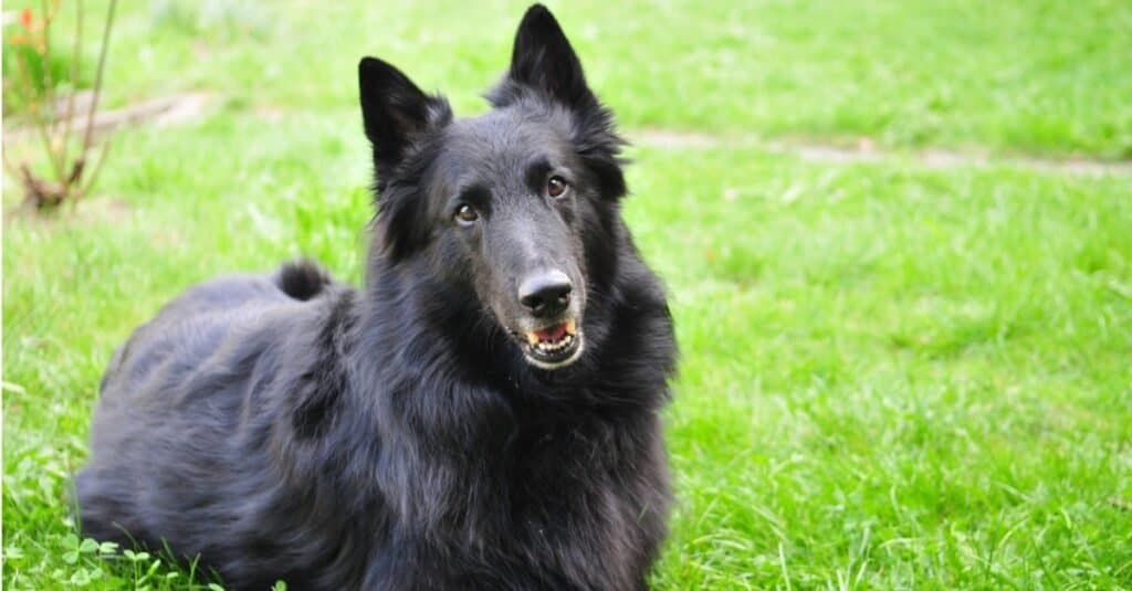 Groenendael sdraiato sull'erba