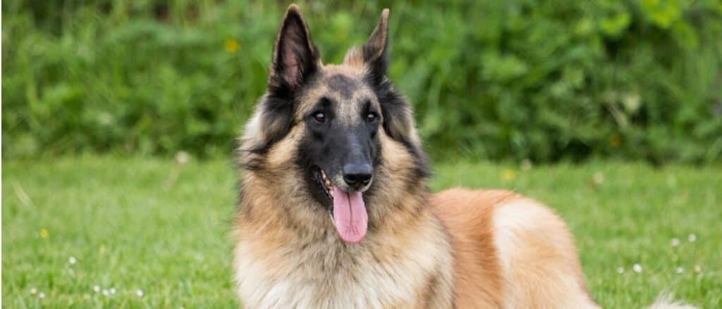 Belgio Tervuren Colpo di testa