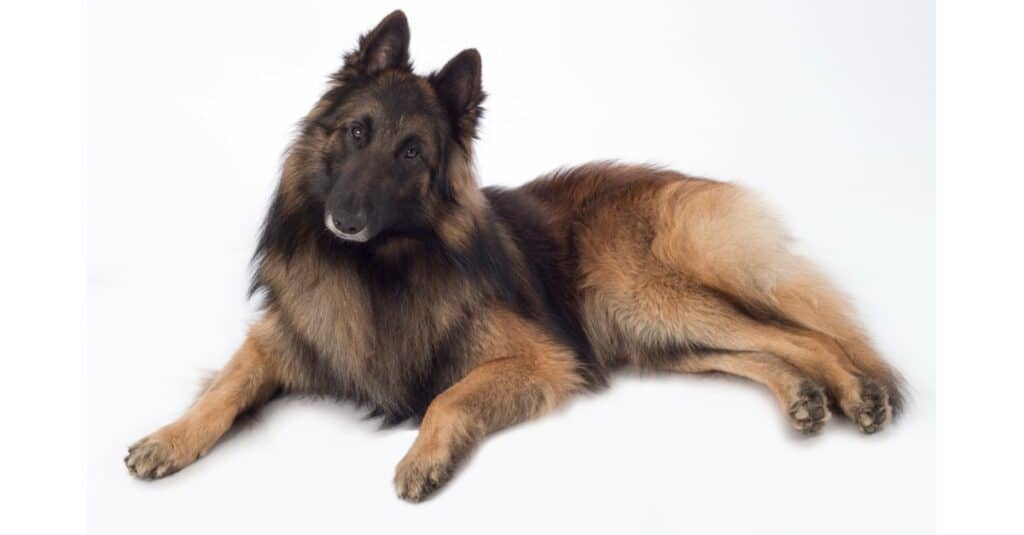 Tervuren belga isolato