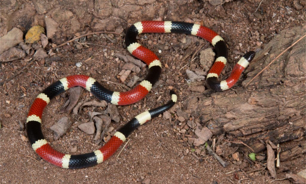 Serpente corallo occidentale, noto anche come Arizona o serpente corallo di Sonora. 