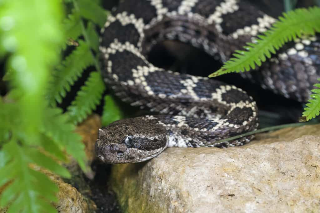 Serpente a sonagli nero dell'Arizona