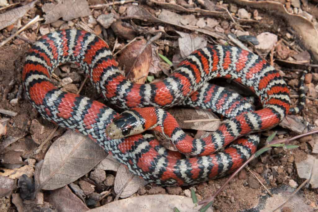 Serpente reale di montagna Madrean (lampropeltis knoblochi)
