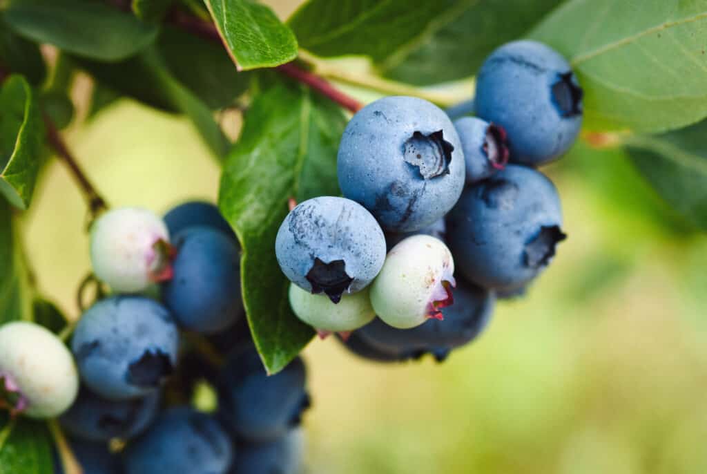 Mirtillo di lowbush precoce, primo piano della frutta del mirtillo di maturazione