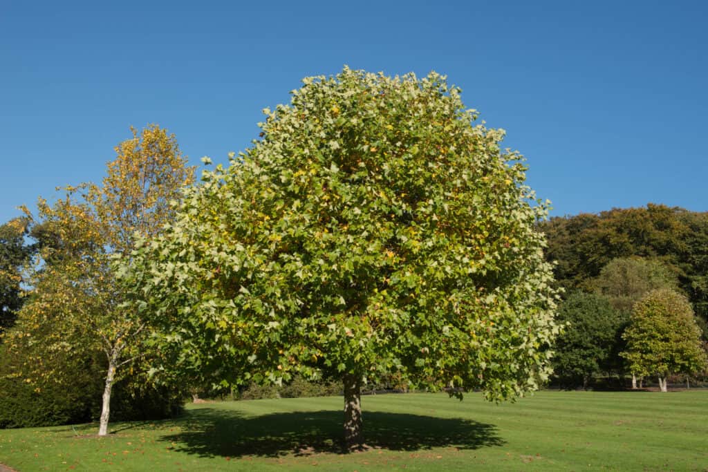 Albero di pioppo tulipano