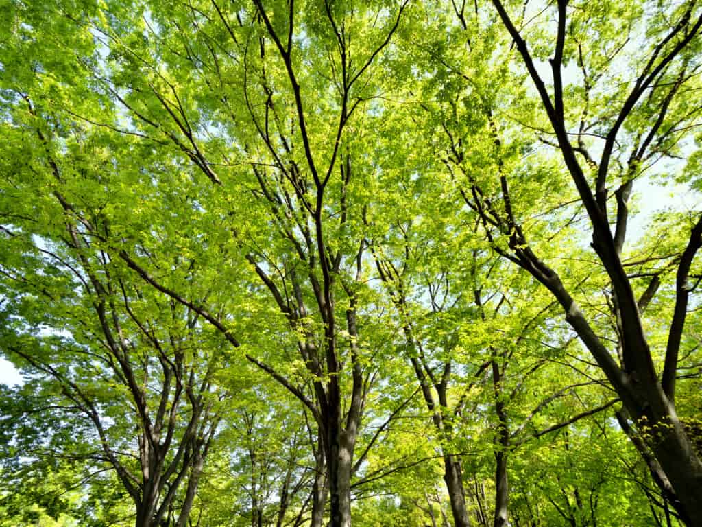 Zelkova giapponese