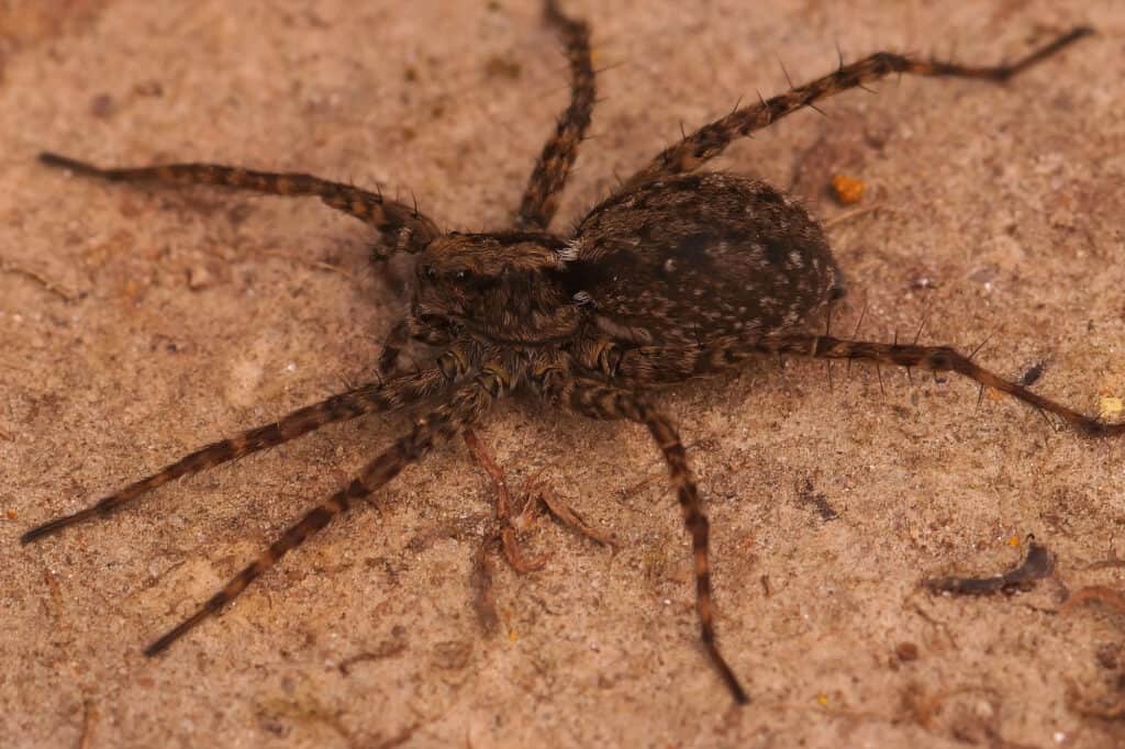 Piede di animale, Marrone, Close-up, Immagine a colori, Pericolo