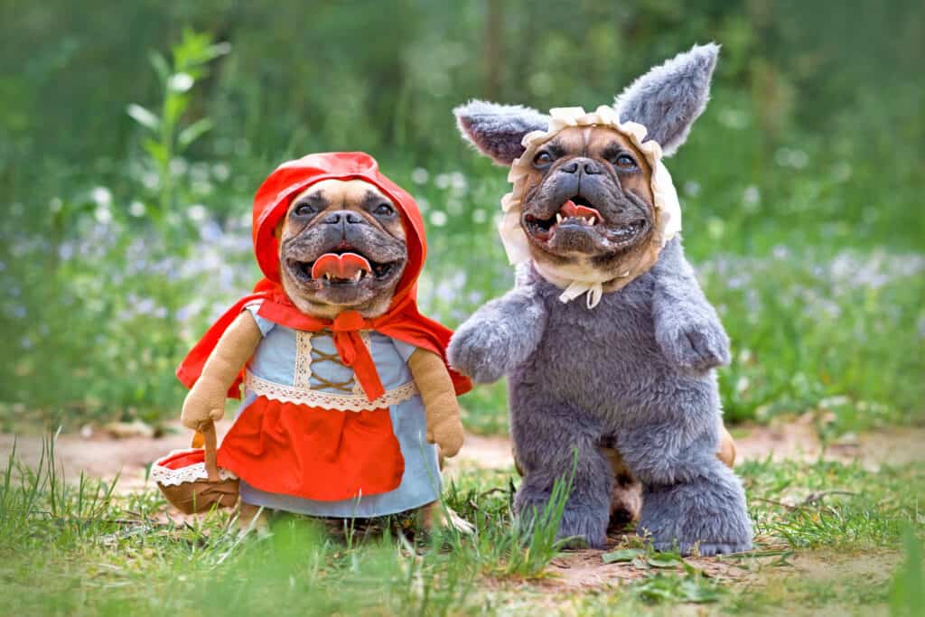 Animali domestici, Halloween, costume, foresta, animale