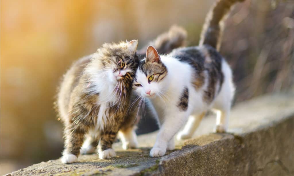 Due gatti felici e amichevoli.