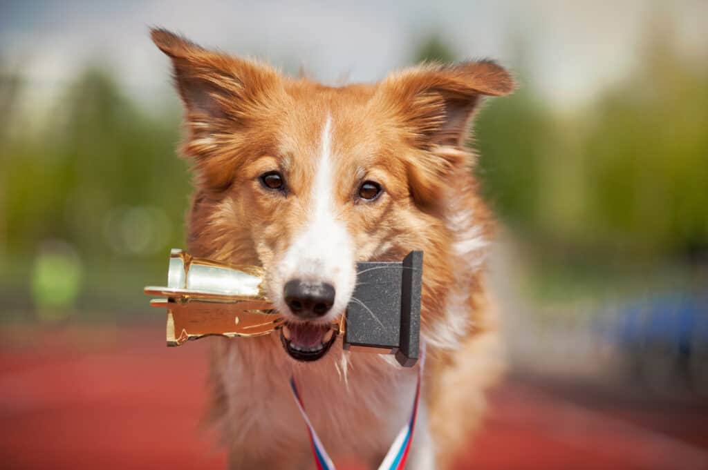 Uno dei migliori eventi per animali domestici a Houston è il Puptopia.