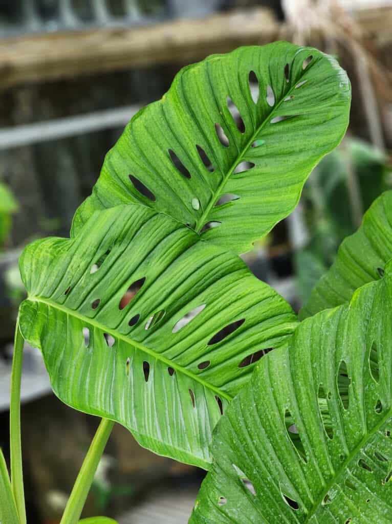 varietà monstera