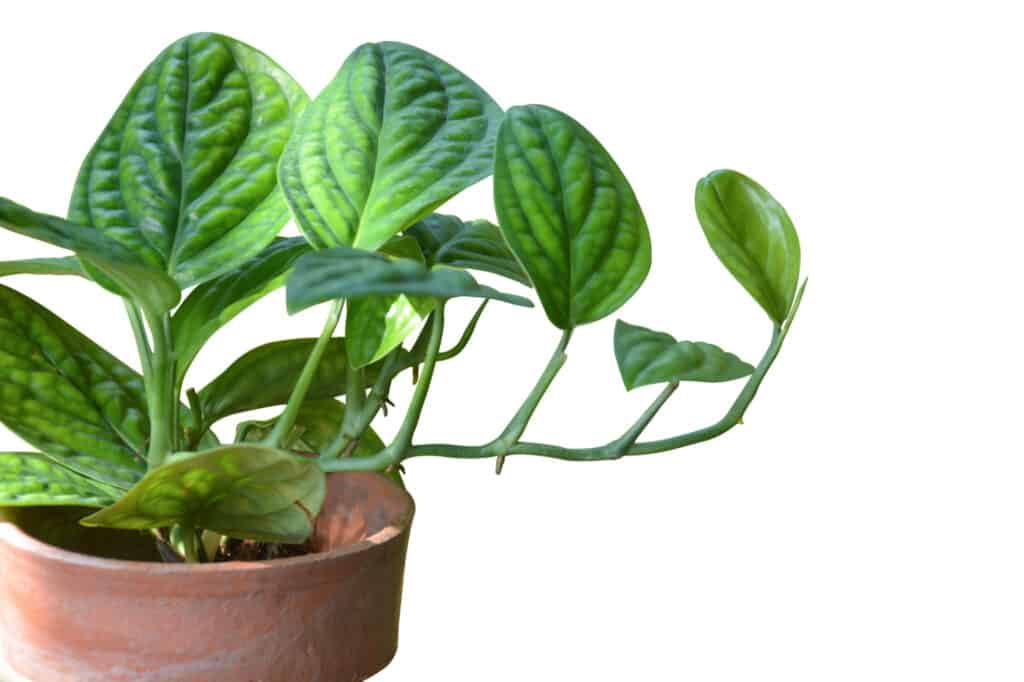 varietà monstera