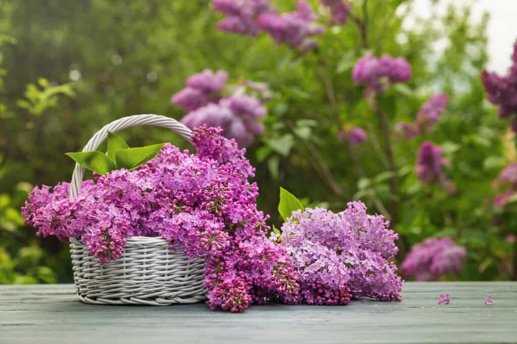Fiori di lillà tagliati e posti in cesto decorativo
