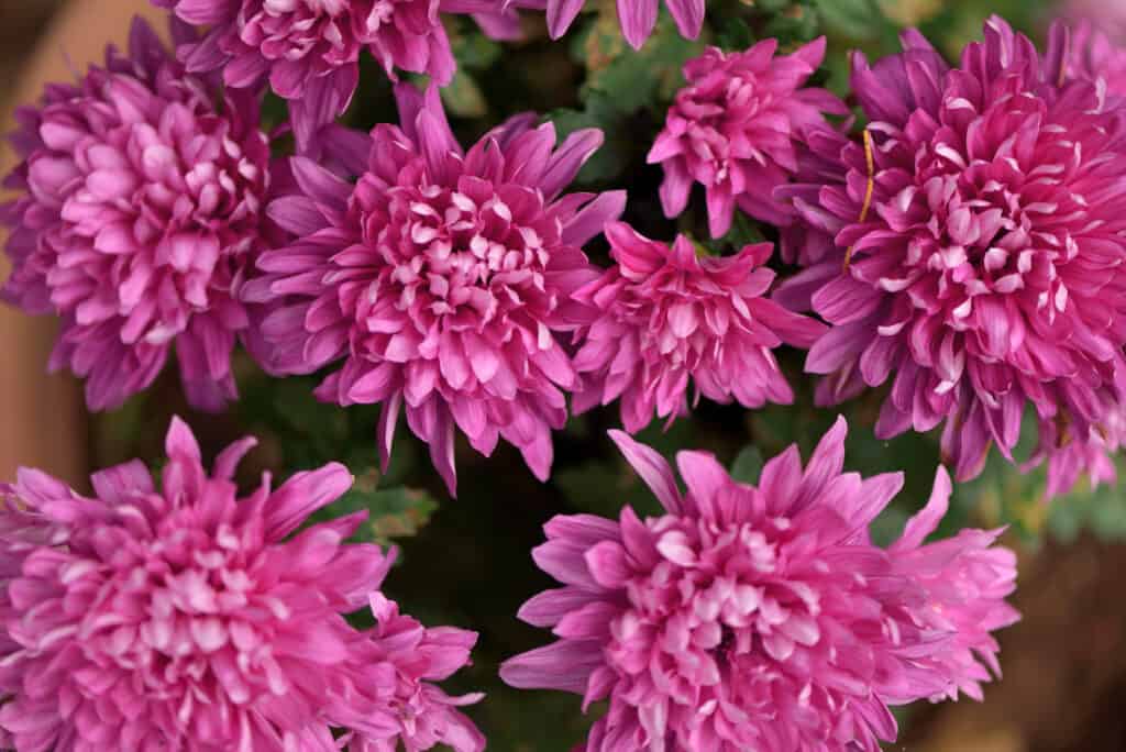 crisantemi rosa che crescono insieme