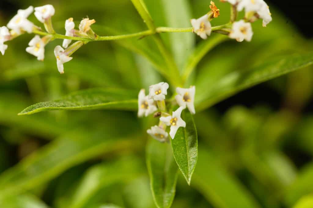 Fiori di verbena al limone