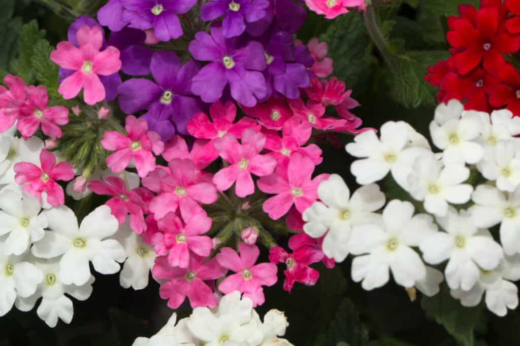 Fioriture colorate di verbena