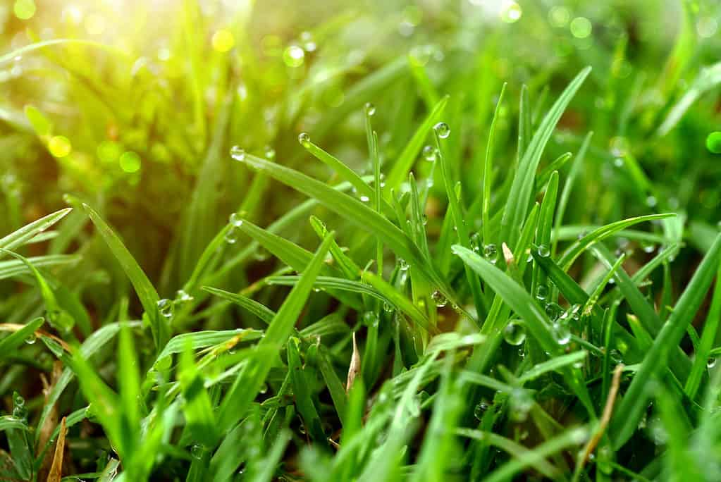 Dewey St. Augustine erba nel sole del primo mattino