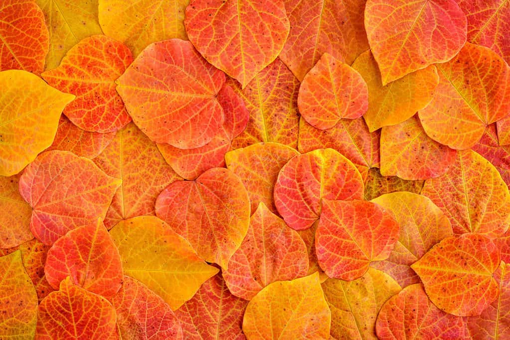 Foglie di Redbud in arance, gialle e rosse