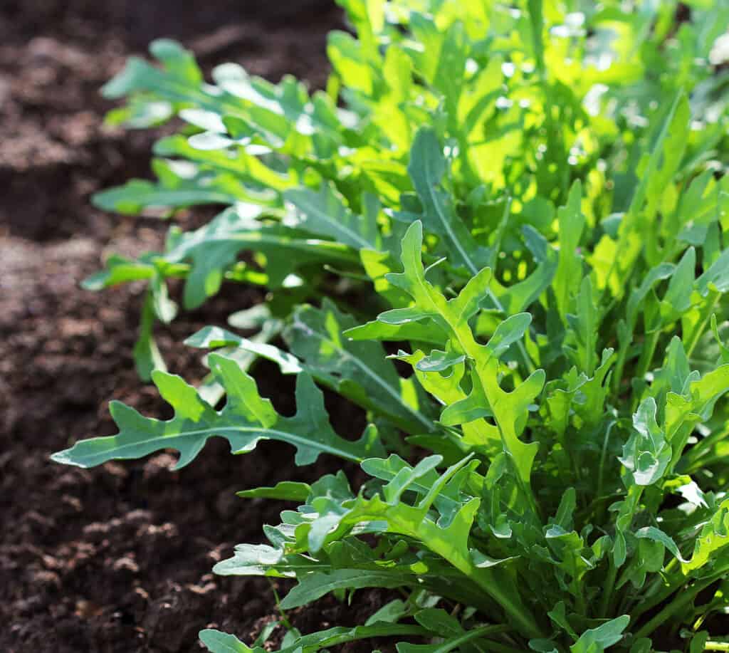 Rucola che cresce in giardino