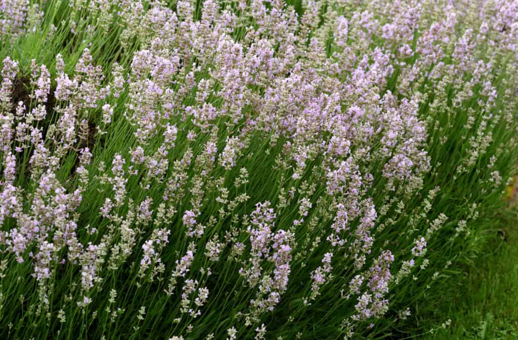 Lavanda viola pallido in un campo