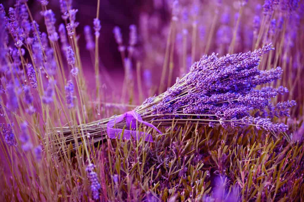 Lavanda in bundle in un campo