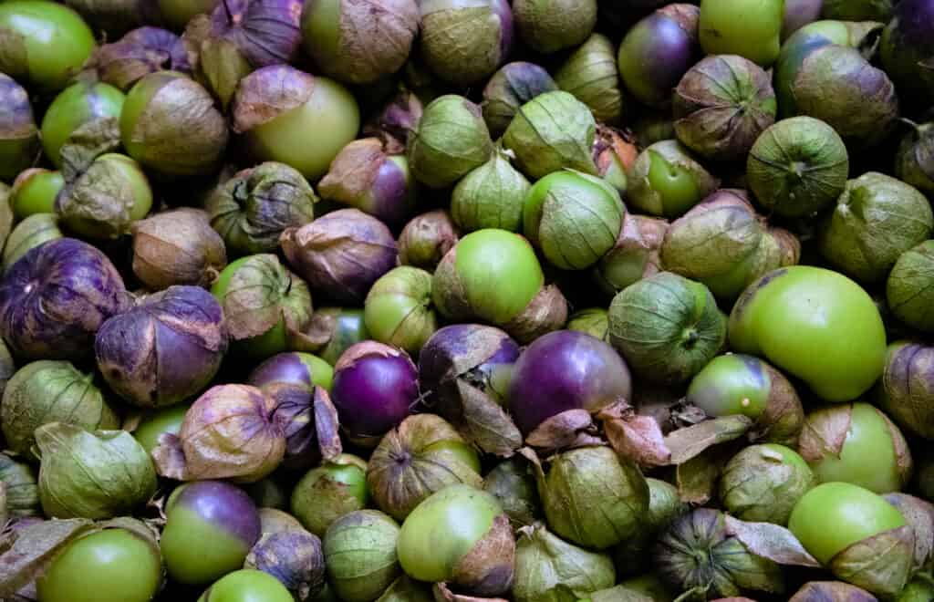 tomatillos viola e verdi riuniti insieme