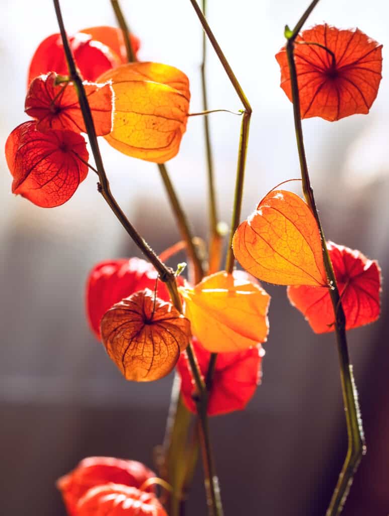 bucce di piante di lanterna cinese essiccate su steli