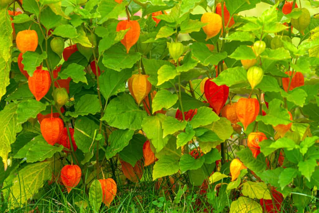 Piante di lanterna cinese in arancione e rosso su piante a foglia verde brillante
