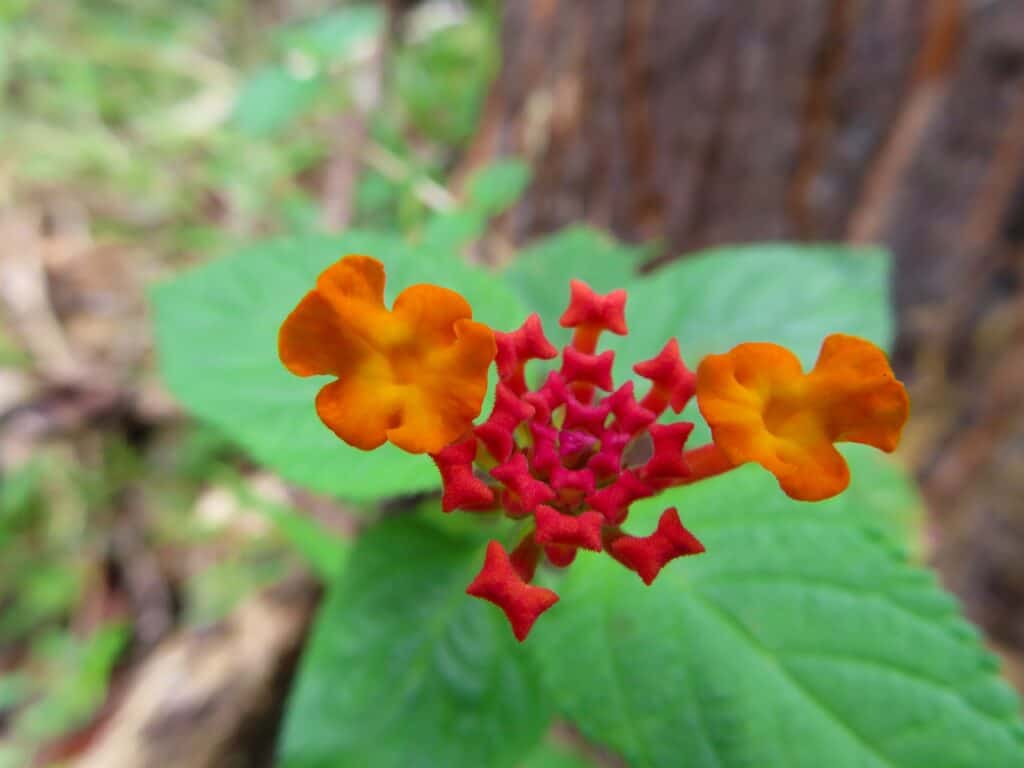 Lantana selvatica bicolore