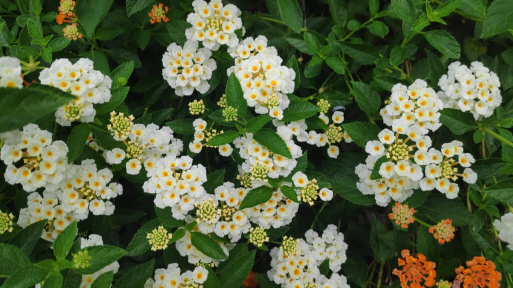 Lantana strisciante bianca