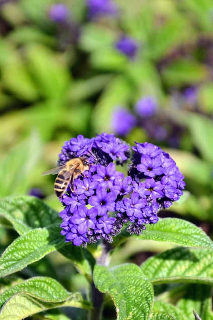 I fiori di lantana viola scuro sono ricoperti da un insetto dello stato del Nebraska, l'ape mellifera. 