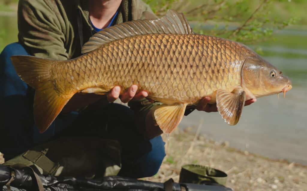 carpa
