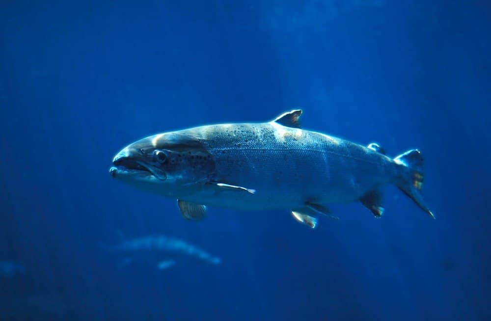 Salmone atlantico che nuota sott'acqua
