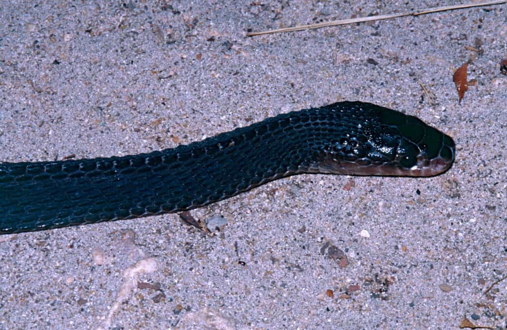 Serpente lima del capo (Limaformosa capensis)