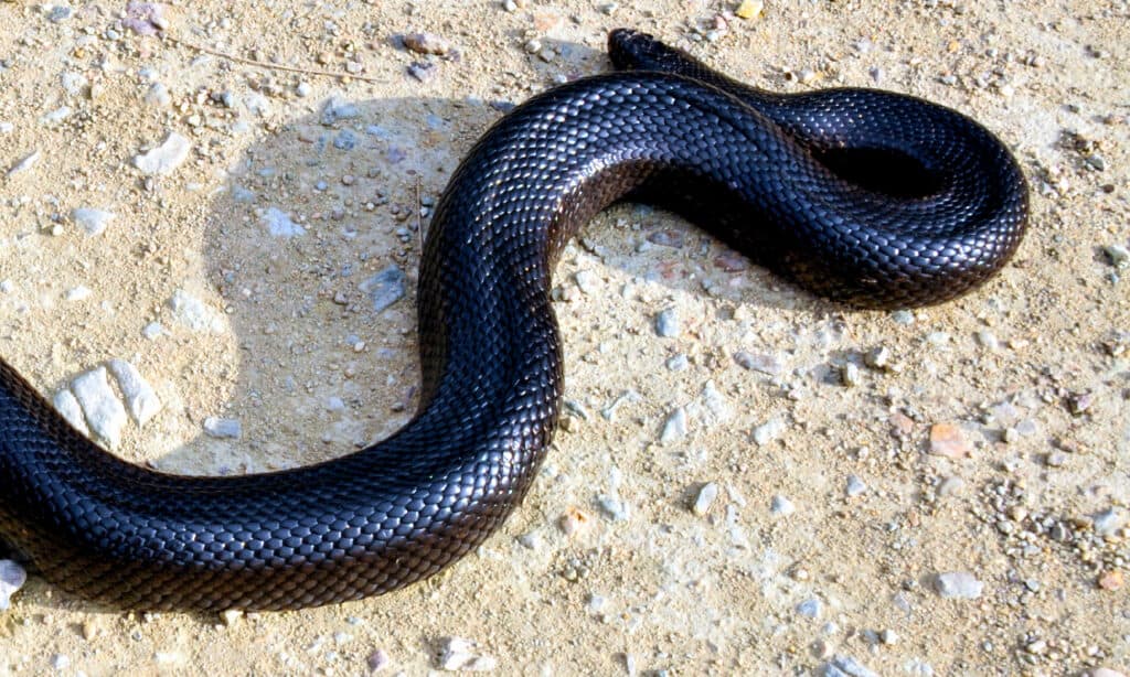 Serpente, Africa, Aggressione, Animale, Parte del corpo animale