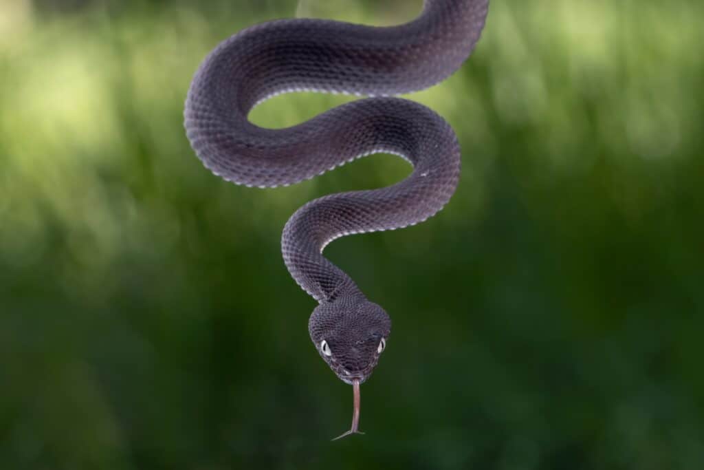   Vipera delle mangrovie