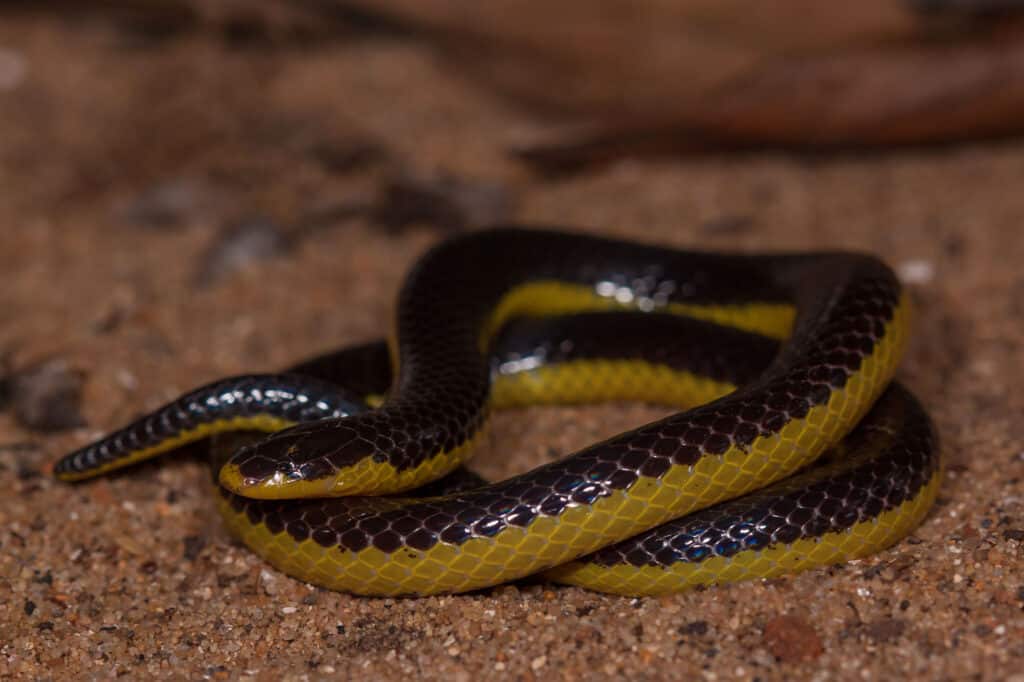 Serpente, Animale, Parte del corpo animale, Testa di animale, Squama animale