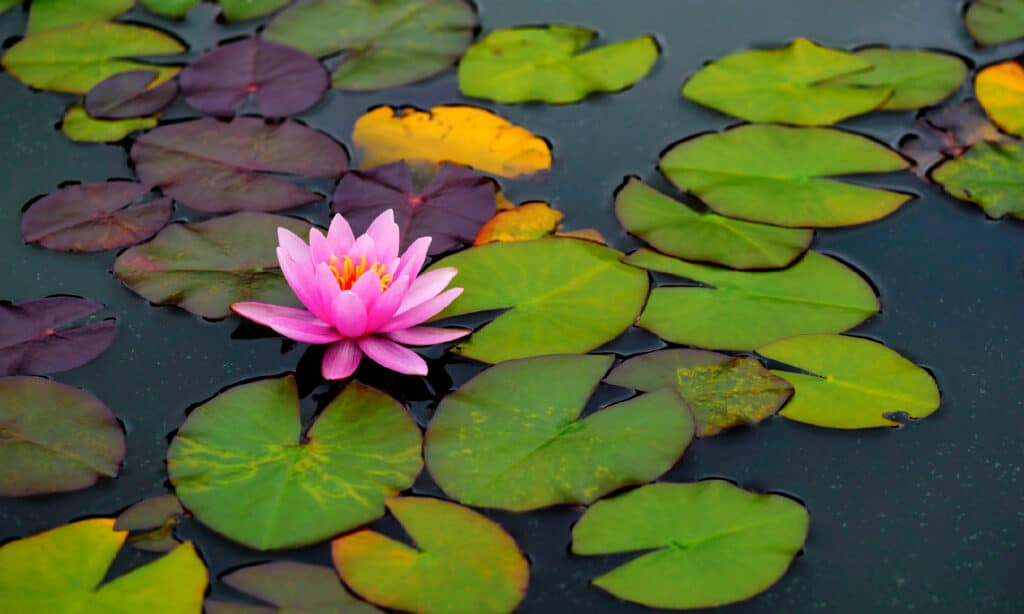 Ninfea, Tranquillità, Ninfea di loto, Anfibio, Giardino ornamentale