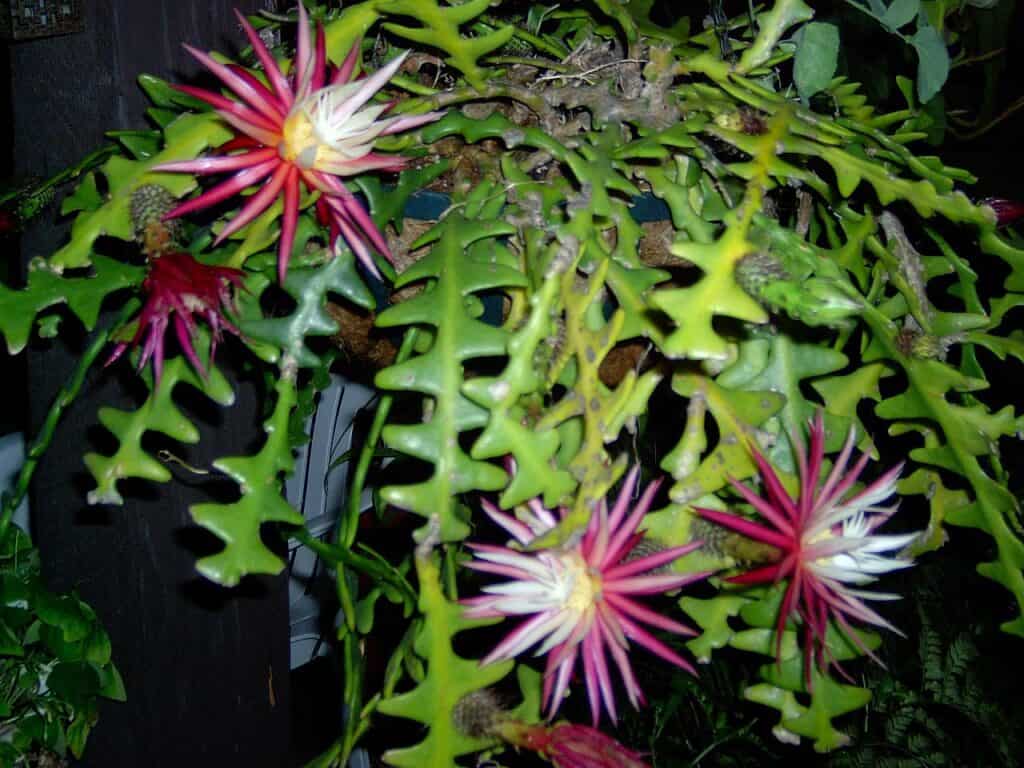 Selenicereus anthonyanus