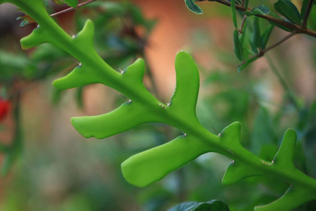 Cactus a spina di pesce