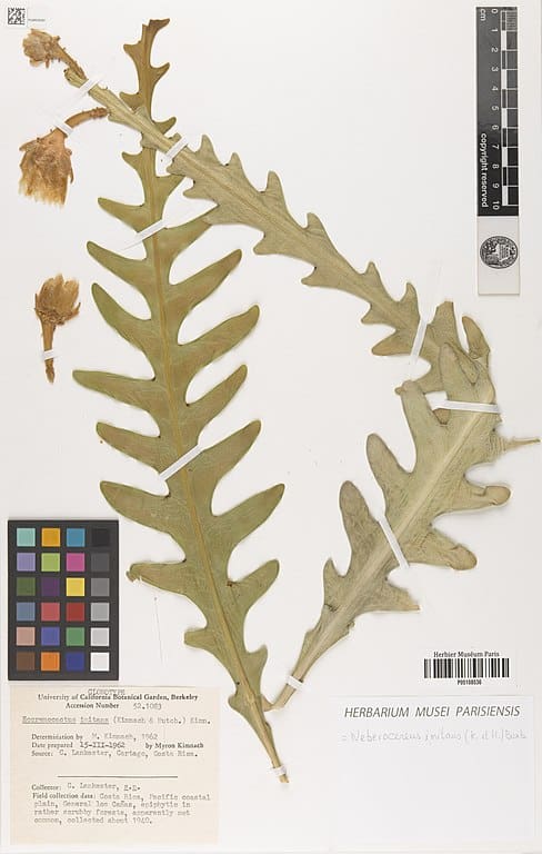 Imitando Weberocereus