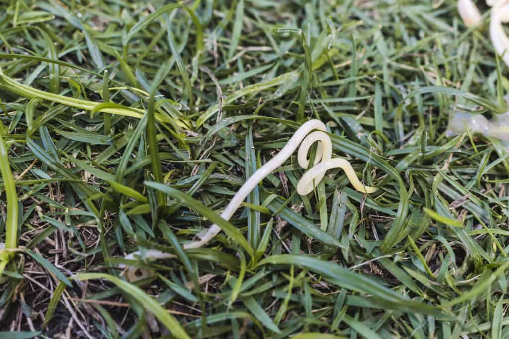 I nematodi consumano da un'estremità ed espellono i rifiuti dall'altra