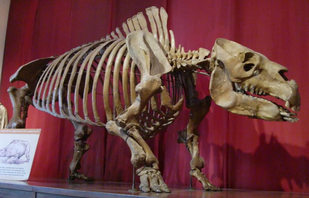 Toxodon