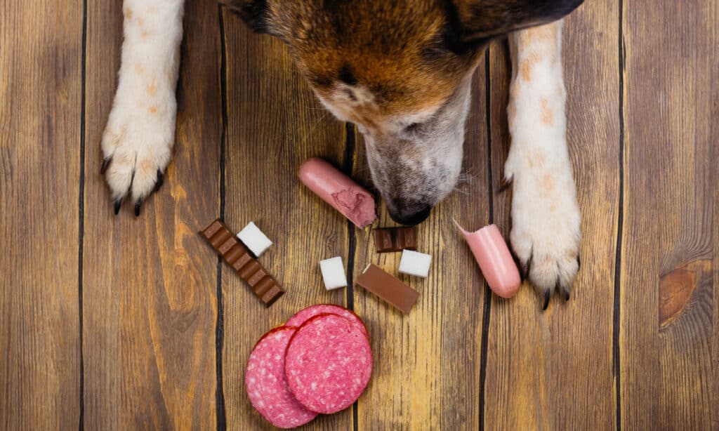 Cane, Mangiare, Cioccolato, Pavimento, Proibito
